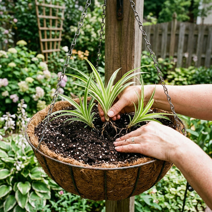 Set of 3 Live Variegated Spider Plant Cuttings - Rooted Houseplant Starter Plant for Indoor Home Decor and Air Purification