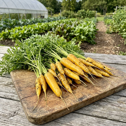 300 Solar Yellow Carrot Seeds - Glowing Yellow Heirloom Vegetable Seeds