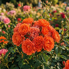 Premium Orange Rose Seeds - 50 Seeds