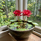 Deep Red Bowl Lotus Seeds - 20 Seeds