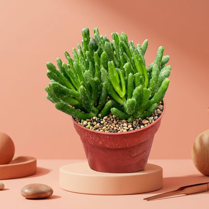 Live Gollum Jade Succulent in 4" Nursery Pot - Crassula Ovata Ogre Ears - Tubular Leaves
