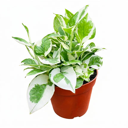 Live N'Joy Pothos Plant in 4" Nursery Pot - Stunning Green & White Variegated Trailing Vine
