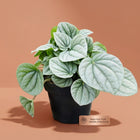Live Peperomia Frost Plant in 4