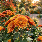 Premium Spoon Chrysanthemum Seeds - 50 Seeds