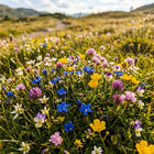 Dwarf Wildflower Mix - 300 Seeds