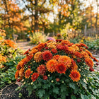 Premium Autumn Glory Chrysanthemum Seeds - 50 Seeds