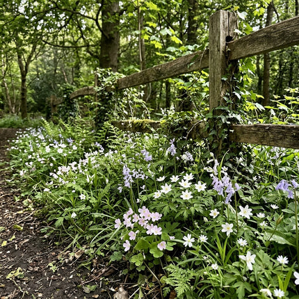 300 Woodland Shade Wildflower Mix Seeds - Premium Bulk Seed Blend for Easy Outdoor Garden Landscapes
