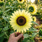 Lemon Queen Branching Sunflower Seeds - 100 Seeds