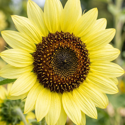 100 Lemon Queen Sunflower Seeds for Planting - Vibrant Pale Lemon Yellow Blooms - Heirloom Branching Flowers