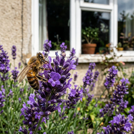 1000 Lavender Seeds for Planting - Heirloom Lavender Flower Seeds for Home Garden