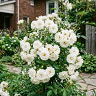 White Rose Seeds - 50 Seeds