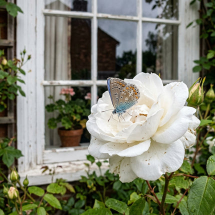 50 White Rose Seeds for Planting - Variety for Home Gardening
