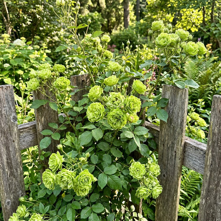 50 Premium Green Rose Seeds - Beautiful Garden Flowers for Planting