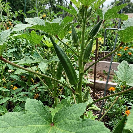50 Emerald Velvet Okra Seeds - Smooth Round Pods - Spineless High Yield Vegetable Seeds