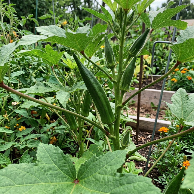 Emerald Velvet Okra Seeds - 50 Seeds