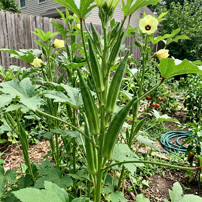 Clemson Spineless Okra Seeds - 50 Seeds