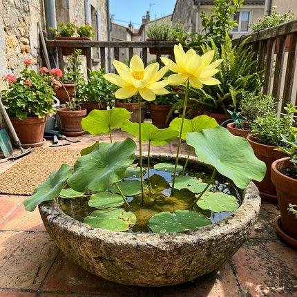 10 Bright Yellow Bowl Lotus Seeds for Planting - Premium Indoor Aquatic Micro Lotus Seeds for Water Bowls and Ponds