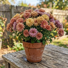 Vintage Tone Chrysanthemum Mix Seeds - 400 Seeds