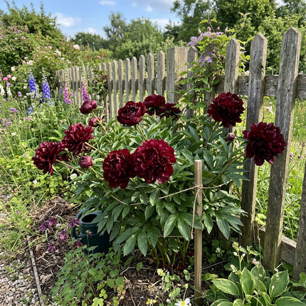 50 Black Peony Seeds for Planting - Premium Heirloom Black Peony Seeds for Elegant Home Garden Blooms
