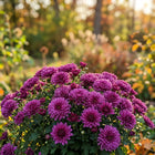 Premium Purple Chrysanthemum Seeds - 50 Seeds