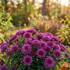 Collection image for: Chrysanthemum Seeds