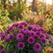 Chrysanthemum Seeds