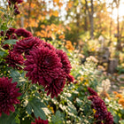 Premium Maroon Chrysanthemum Seeds - 50 Seeds