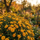 Premium Button Chrysanthemum Seeds - 50 Seeds
