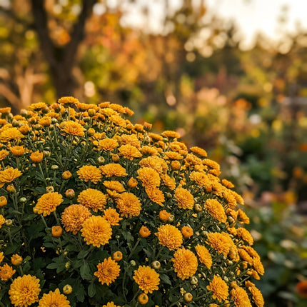 50 Premium Button Chrysanthemum Seeds - Beautiful Garden Flowers for Planting