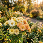 Premium Daisy Chrysanthemum Seeds - 50 Seeds