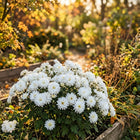 Premium White Chrysanthemum Seeds - 50 Seeds