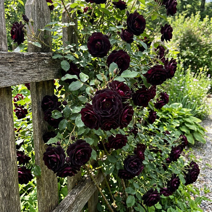 50 Premium Black Rose Seeds - Beautiful Garden Flowers for Planting