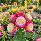 Premium Bicolor Rose Seeds - 50 Seeds