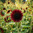 Chocolate Cherry Sunflower Seeds - 100 Seeds
