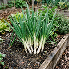 Evergreen Hardy Bunching Onion Seeds - 1,000 Seeds