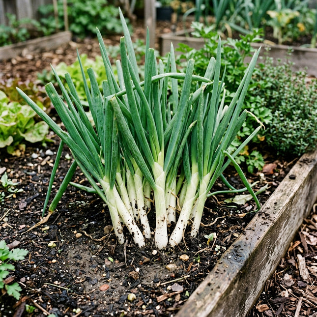 1000 Evergreen Hardy Bunching Onion Seeds for Planting - Premium Variety for Home Gardening