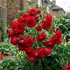 Red Rose Seeds - 50 Seeds