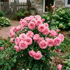 Pink Rose Seeds - 50 Seeds
