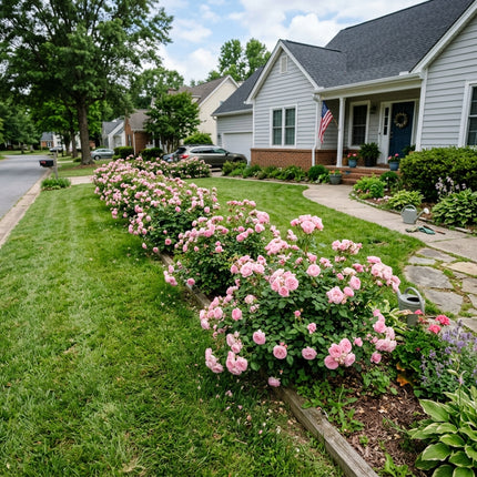 50 Pink Rose Seeds for Planting - Heirloom Pink Rose Flower Seeds for Home Garden