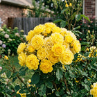 Yellow Rose Seeds - 50 Seeds