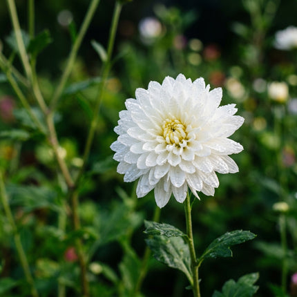50 Premium White Chrysanthemum Seeds - Beautiful Garden Flowers for Planting