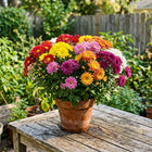 Rainbow Chrysanthemum Mix Seeds - 300 Seeds