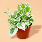Live N'Joy Pothos Plant in 4