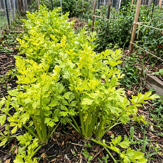 Golden Pascal Celery Seeds - 3,000 Seeds