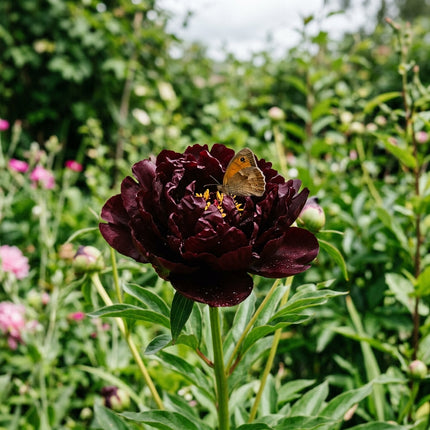50 Black Peony Seeds for Planting - Premium Heirloom Black Peony Seeds for Elegant Home Garden Blooms