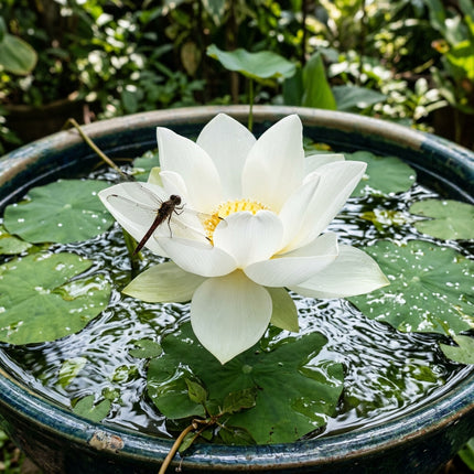 15 Pure White Bowl Lotus Seeds for Planting - Premium Indoor Aquatic Micro Lotus Seeds for Water Bowls and Ponds