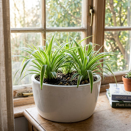 3 Live Variegated Spider Plant Cuttings - Rooted Houseplant Starter Plant for Indoor Home Decor and Air Purification