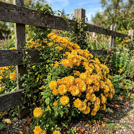 50 Premium Golden Chrysanthemum Seeds - Beautiful Garden Flowers for Planting