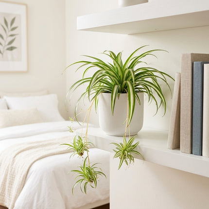 Live Spider Plant in 4" Nursery Pot - Chlorophytum Comosum with Cascading Spiderettes