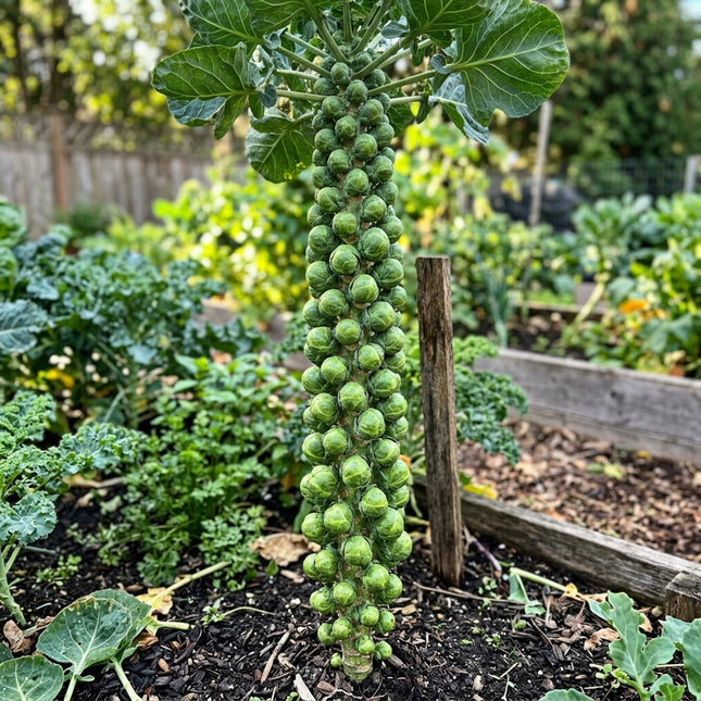 Long Island Improved Brussels Sprouts Seeds - 110 Seeds